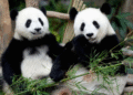 Malaysia welcomes new giant panda couple “Chen Xing,””Xiao Yue”