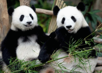 Malaysia welcomes new giant panda couple “Chen Xing,””Xiao Yue”