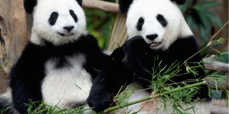 Malaysia welcomes new giant panda couple “Chen Xing,””Xiao Yue”