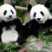 Malaysia welcomes new giant panda couple “Chen Xing,””Xiao Yue”