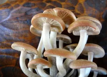 Engineered Fungus That Taste Like Meat and Cuts Emission.