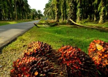 Palm-based aviation fuel faced no EU pushback