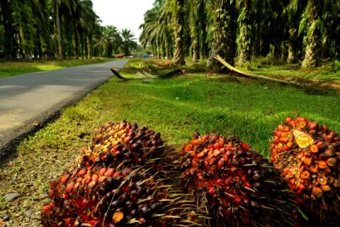 Palm-based aviation fuel faced no EU pushback