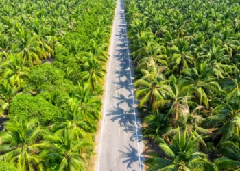 Malaysia’s Palm Oil Giants To Start AI Centres and Solar Projects.