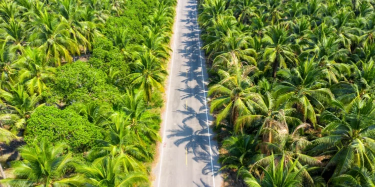 Malaysia’s Palm Oil Giants To Start AI Centres and Solar Projects.