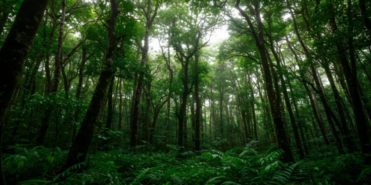 Malaysia keeps 50% forest cover target under 13MP