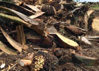 Malaysia’s palm oil sector remains bullish, with focus on sustainability