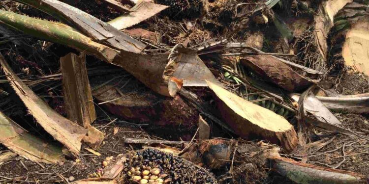 Malaysia’s palm oil sector remains bullish, with focus on sustainability