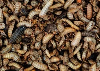 New food and feed laws needed to let insect protein stop world hunger – UM
