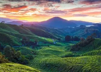 Environmental group urges Pahang to abandon Cameron Highlands railway proposal