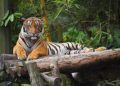 More Rangers Needed To Combat Poaching