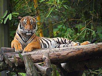 More Rangers Needed To Combat Poaching