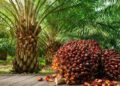 Malaysia Moves to Join IUCN, Aims to Strengthen Sustainability Diplomacy in Palm Oil