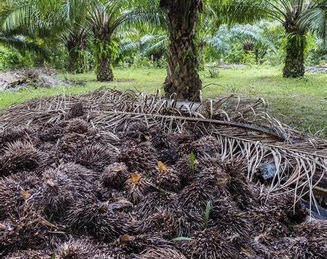 Sustainable Resources and Wastes Management Bill to open new economic avenues for Sarawak