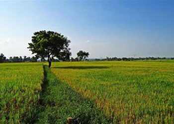 India’s domination of global rice trade stokes looming water crisis