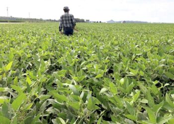 Soy trading firms to abandon Amazon protection pact in Brazil