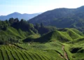 Calls grow to halt large-scale development in Cameron Highlands