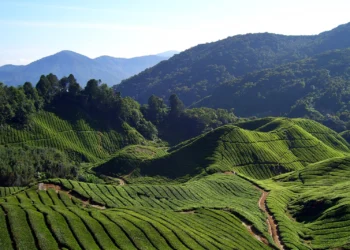 Calls grow to halt large-scale development in Cameron Highlands