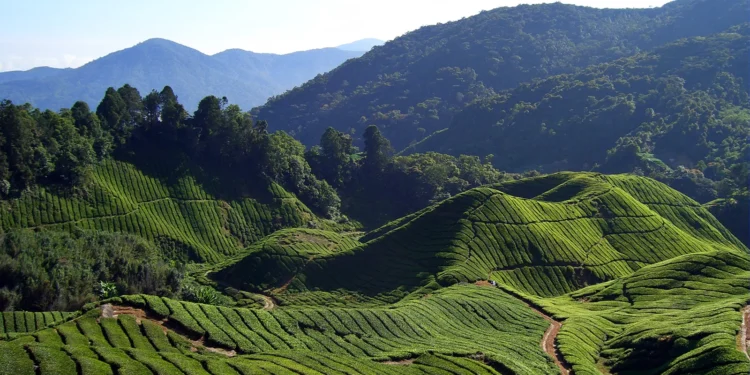 Calls grow to halt large-scale development in Cameron Highlands
