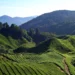 Calls grow to halt large-scale development in Cameron Highlands