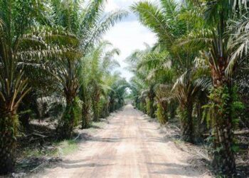 AI boom is turning Malaysia’s palm oil estates into data centres
