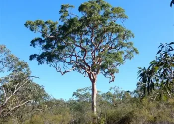 Climate-driven tree deaths speeding up in Australia: Study