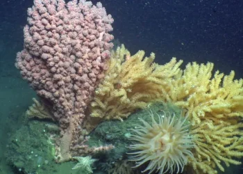 Game-changing international ocean treaty comes into force – UN