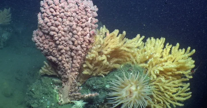 Game-changing international ocean treaty comes into force – UN