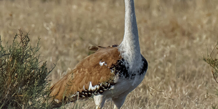 India grants extra time for solar projects hit by bird conservation