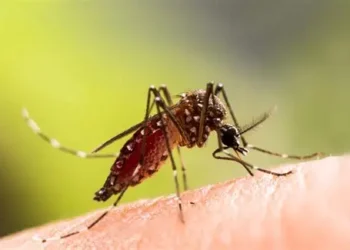 Forest loss is driving mosquitoes’ thirst for human blood