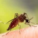 Forest loss is driving mosquitoes’ thirst for human blood
