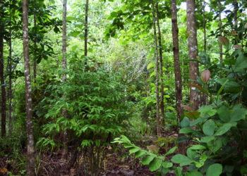 Scientists found the soil secret that doubles forest regrowth