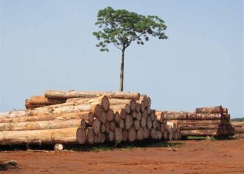 Paper and wood: Forest products show signs of recovery – FAO