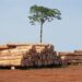 Paper and wood: Forest products show signs of recovery – FAO