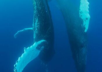 UN biodiversity treaty enters into force, aims to protect 30% of oceans by 2030