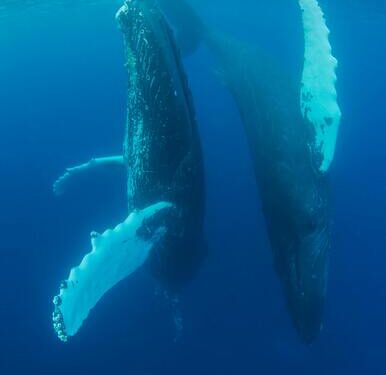 UN biodiversity treaty enters into force, aims to protect 30% of oceans by 2030