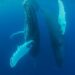 UN biodiversity treaty enters into force, aims to protect 30% of oceans by 2030