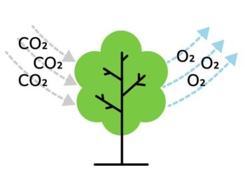 Plants can’t absorb as much CO2 as climate models predicted
