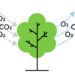 Plants can’t absorb as much CO2 as climate models predicted