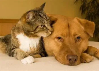 Flea and tick treatments for dogs and cats may be harming wildlife