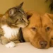 Flea and tick treatments for dogs and cats may be harming wildlife