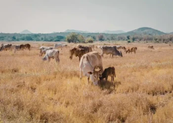 Grasslands Could Shrink by Half As Climate Change Intensifies, Study Warns