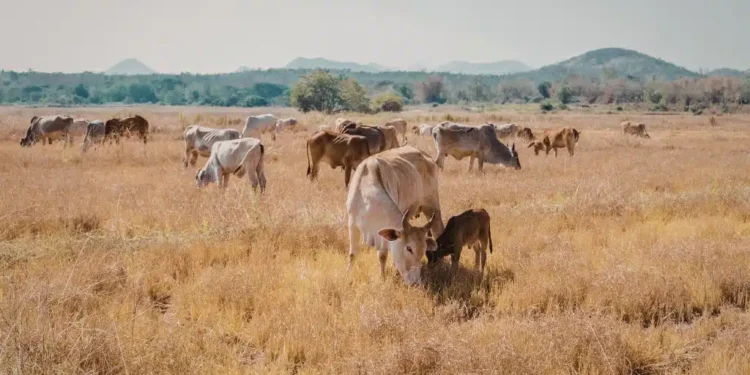 Grasslands Could Shrink by Half As Climate Change Intensifies, Study Warns