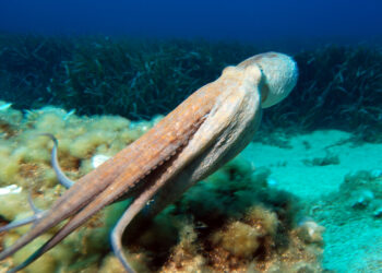 Lessons from the sea: Nature shows us how to get ‘forever chemicals’ out of batteries – The Conversation.