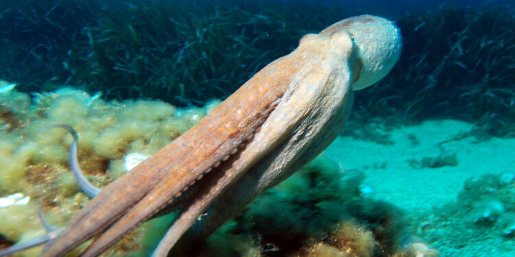 Lessons from the sea: Nature shows us how to get ‘forever chemicals’ out of batteries – The Conversation.