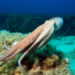 Lessons from the sea: Nature shows us how to get ‘forever chemicals’ out of batteries – The Conversation.
