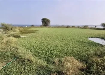 Mass Fish Release In Pune, India, Aims To Revive Ecosystem Disrupted By Invasive Species