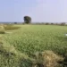 Mass Fish Release In Pune, India, Aims To Revive Ecosystem Disrupted By Invasive Species