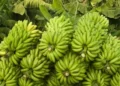 Toxic metals found in bananas after Brazil mining disaster