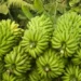 Toxic metals found in bananas after Brazil mining disaster